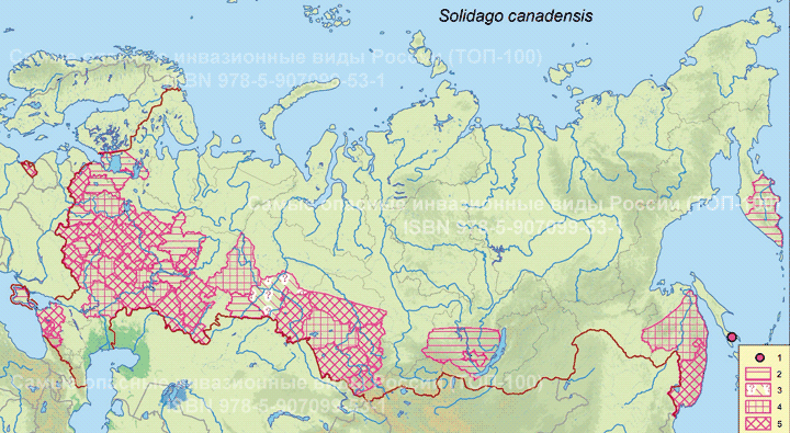 Solidago canadensis L. Золотарник канадский.