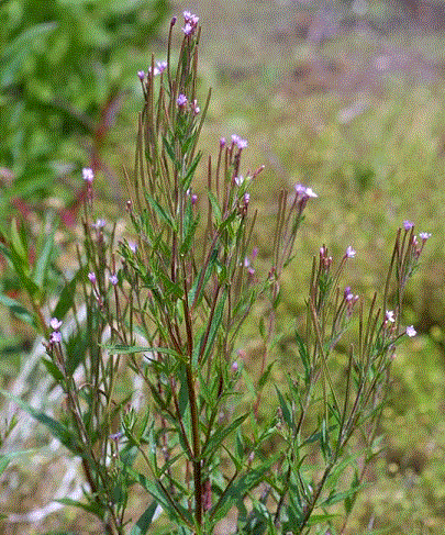 Кипрей железистостебельный - <i>Epilobium adenocaulon</i> Hausskn.