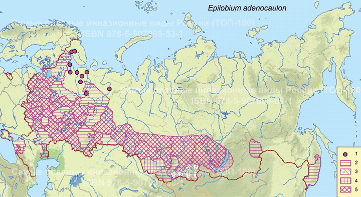 Epilobium adenocaulon Hausskn Кипрей железистостебельный