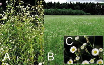 Erigeron annuus (L.) Pers., 1807  Мелколепестник однолетний