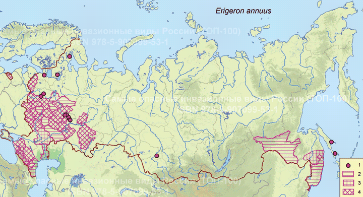 Erigeron annuus (L.) Pers., 1807  Мелколепестник однолетний