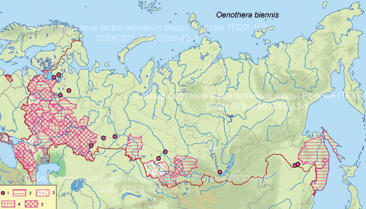 Oenothera biennis L. Энотера двулетняя