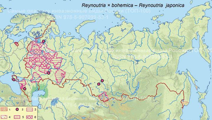 Рейнутрия японская - <i>Reynoutria japonica </i>(Houtt.)