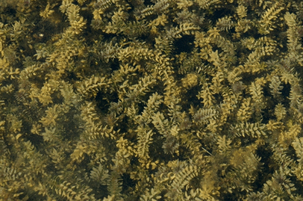 <i>Elodea canadensis</i> Michx. (1803) - Элодея канадская