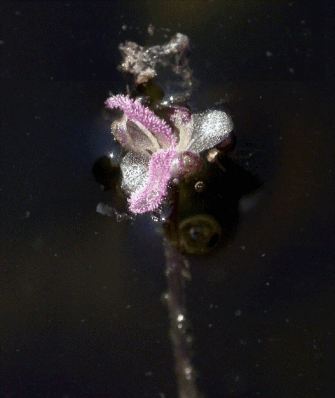 <i>Elodea canadensis</i> Michx. (1803) - Элодея канадская