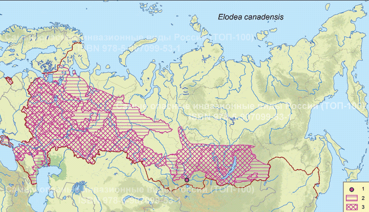 Elodea canadensis Michx. (1803)  Элодея канадская