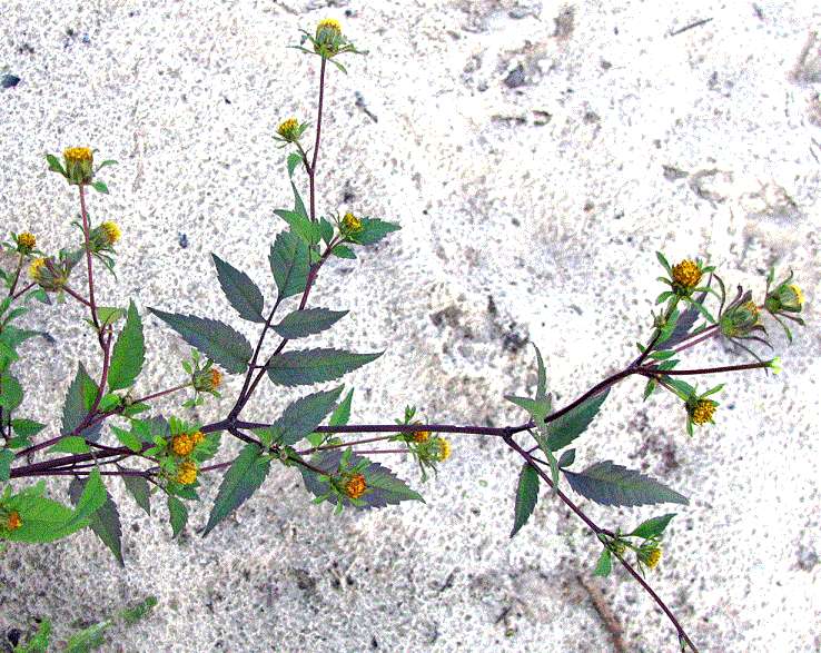 Череда олиственная - Bidens frondosa L. Верхняя часть растеният Фото В. Папченкова (2012, Казань)