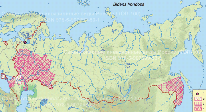 Bidens frondosa L. Череда олиственная.