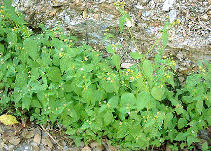 Галинзога мелкоцветковая - <i>Galinsoga parviflora</i> Cav.