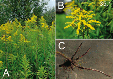 Solidago gigantea Ait., 1789  Золотарник гигантский