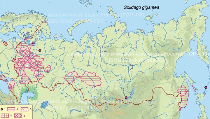 Solidago gigantea Ait., 1789  Золотарник гигантский