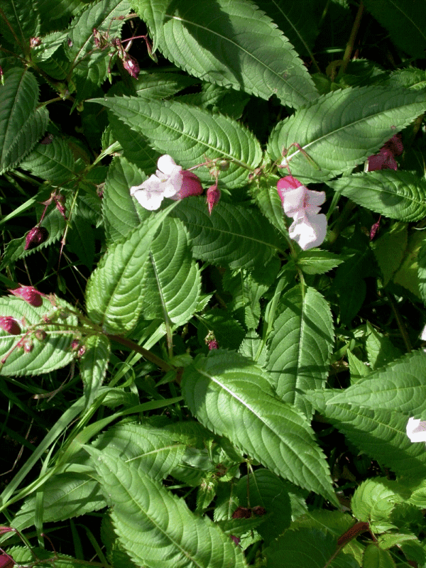 <i>Impatiens glandulifera</i> (Royle) - Недотрога железистая