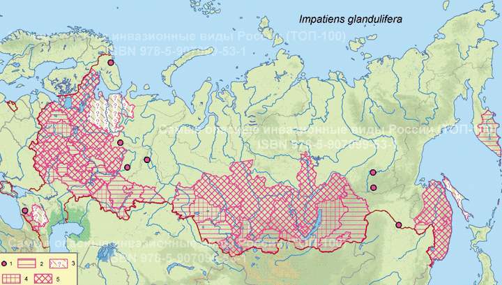 Impatiens glandulifera (Royle) Недотрога железистая