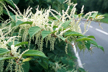 Рейнутрия японская - <i>Reynoutria japonica </i>(Houtt.)