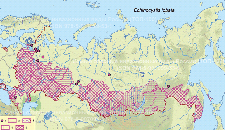 Echinocystis lobata Колючеплодник лопастный