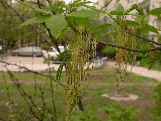 <i>Acer negundo</i>(L.) - Клен ясенелистный