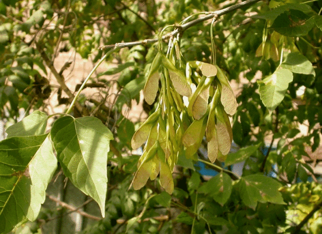 <i>Acer negundo</i>(L.) - Клен ясенелистный