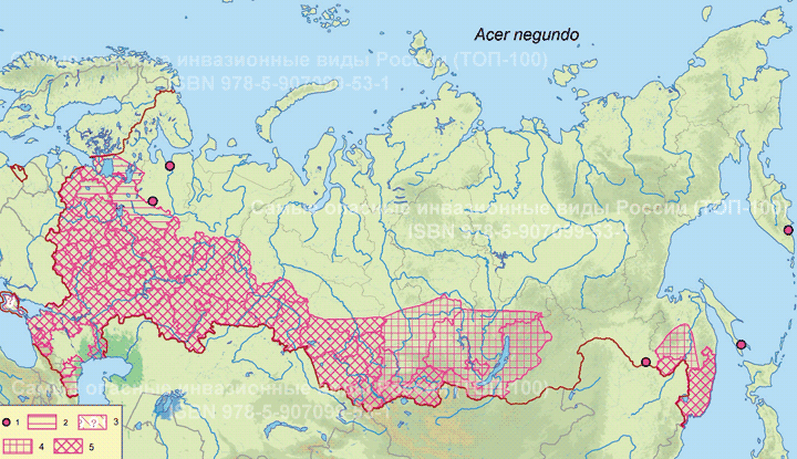 Acer negundo(L.) Клен ясенелистный