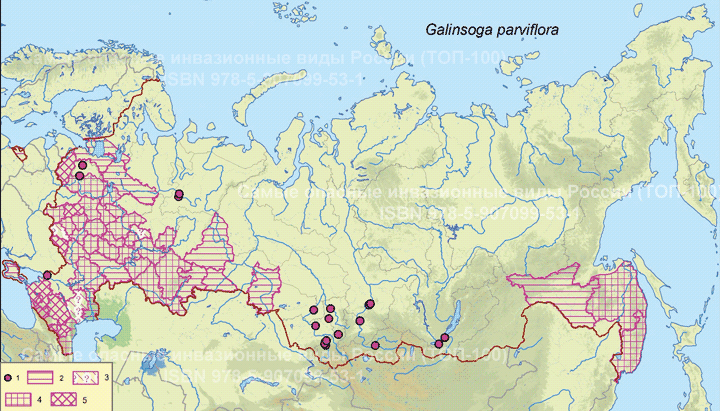 Galinsoga parviflora Cav. Галинзога мелкоцветковая.