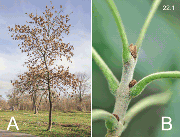 Fraxinus pennsylvanica Marsh., 1785 Мелколепестник канадский