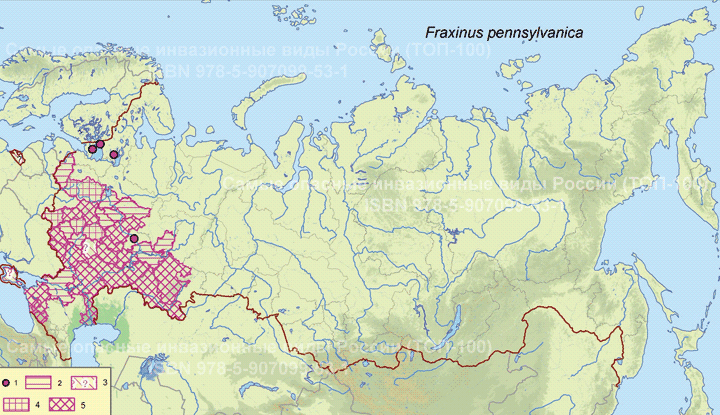 Fraxinus pennsylvanica Marsh., 1785 Мелколепестник канадский