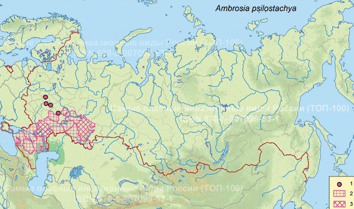 Амбpозия голометельчатая - <i>Ambrosia psilostachya </i>DC.