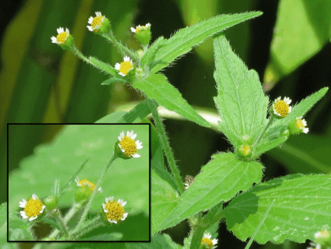 <i>Galinsoga quadriradiata</i> Ruiz & Pav., 1798 - Галинзога четырехлучевая