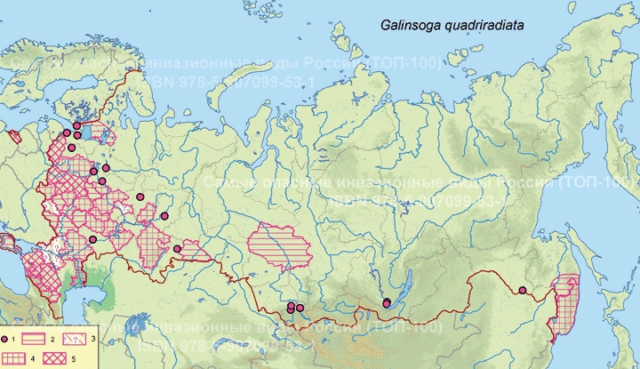 Galinsoga quadriradiata Ruiz & Pav., 1798 Галинзога четырехлучевая