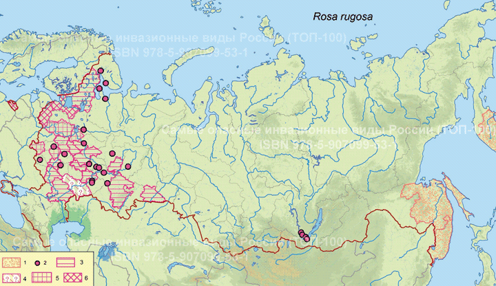 Rosa rugosa (Thunb.)  Шиповник морщинистый