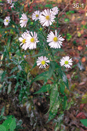 Symphyotrichum ? salignum (Willd.) G.L. Nesom, 1995 Симфиотрихум иволистный