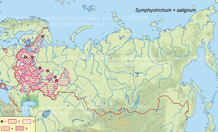 Symphyotrichum ? salignum (Willd.) G.L. Nesom, 1995 Симфиотрихум иволистный