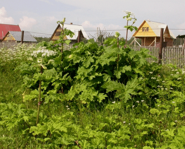 Борщевик Сосновского - <i>Heracleum sosnowskyi</i> Manden.