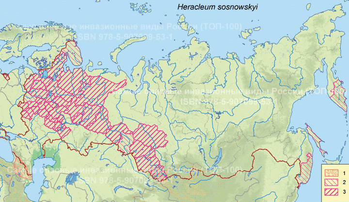 Heracleum sosnowskyi Manden.  Борщевик Сосновского