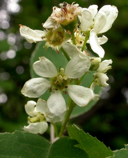 Amelanchier spicata (Lam.) K.Koch - Ирга колосистая