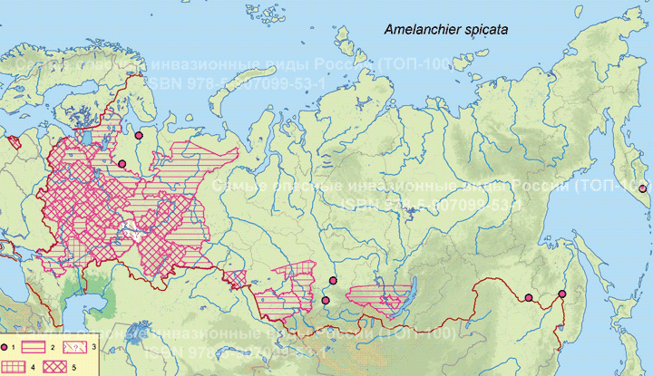 Amelanchier spicata (Lam.) K.Koch Ирга колосистая