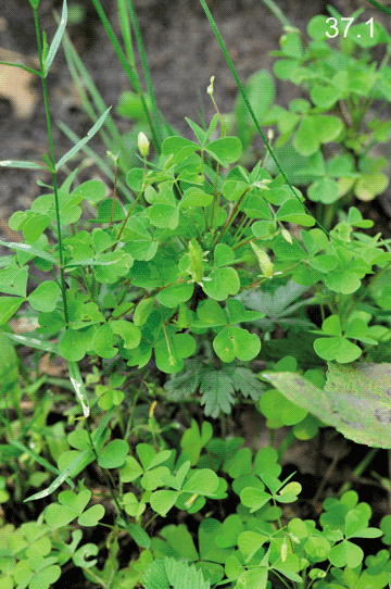Xanthoxalis stricta (L.) Small, 1903  Желтокислица прямостебельная