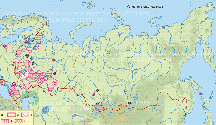 Xanthoxalis stricta (L.) Small, 1903  Желтокислица прямостебельная