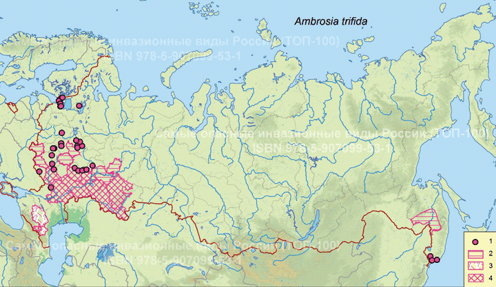 Амбpозия тpехpаздельная - <i>Ambrosia trifida</i> L.