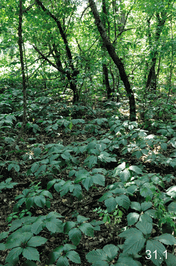 Parthenocissus vitacea (Knerr) Hitchc., 1894 Девичий виноград виноградный