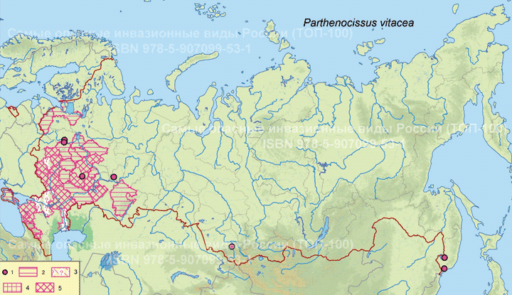 Parthenocissus vitacea (Knerr) Hitchc., 1894 Девичий виноград виноградный