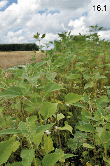 Cyclachaena xanthiifolia (Nutt.) Fresen., 1836 Циклахена дурнишколистная
