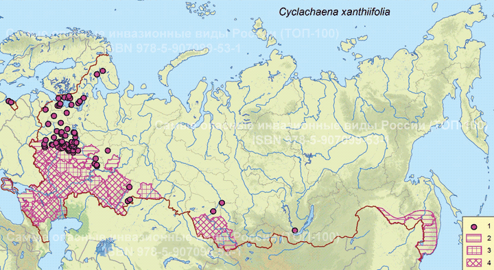 Cyclachaena xanthiifolia (Nutt.) Fresen., 1836 Циклахена дурнишколистная